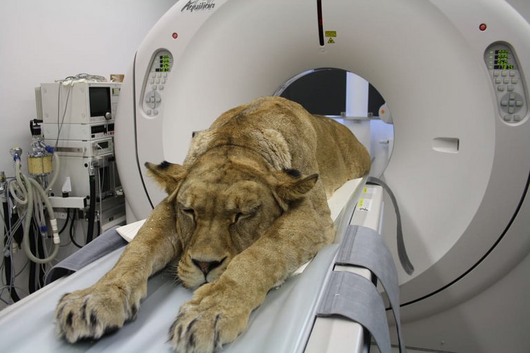 Guida lineare in un lettino paziente